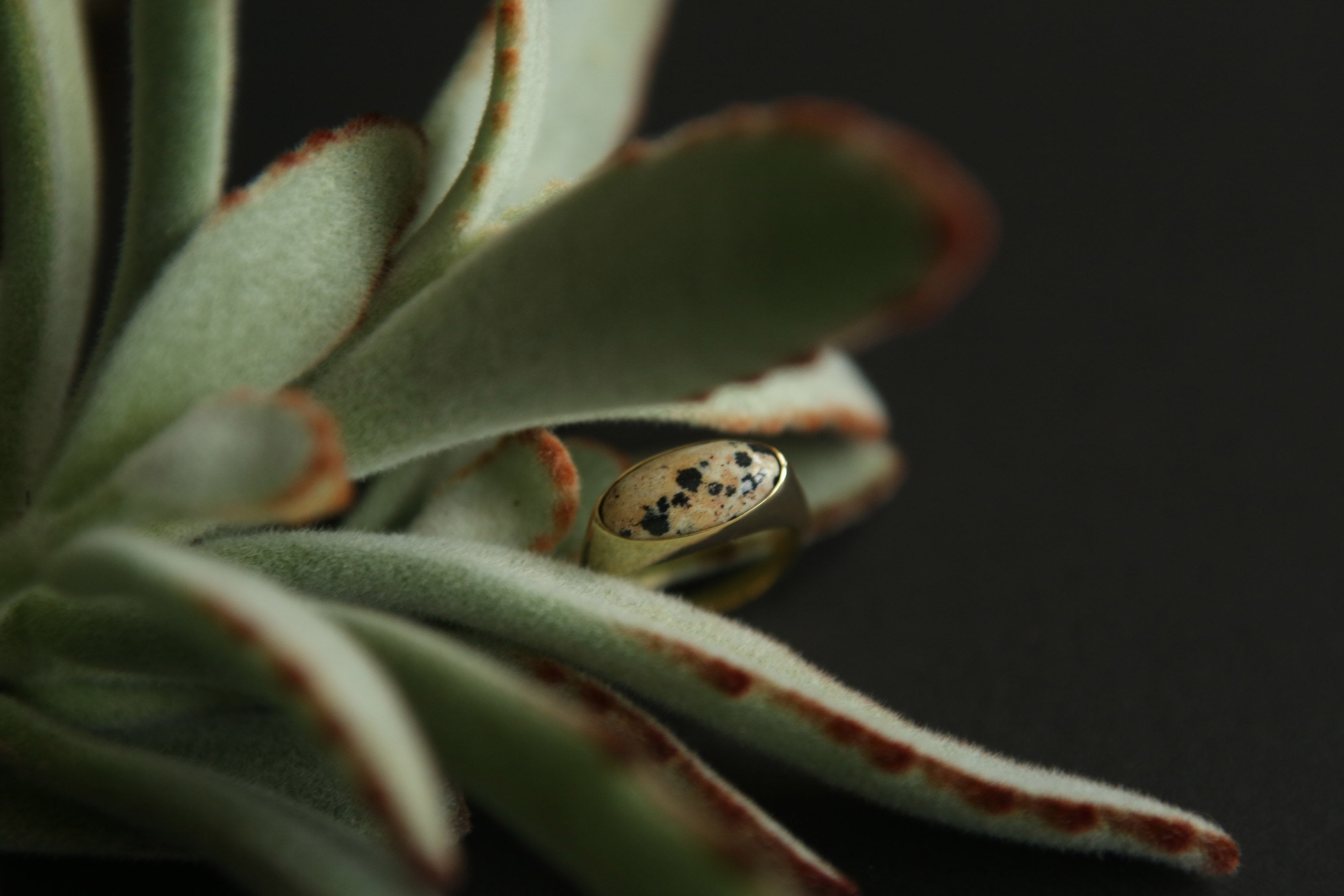 Koda Luxe Ring | 14k Gold & 14k White Gold